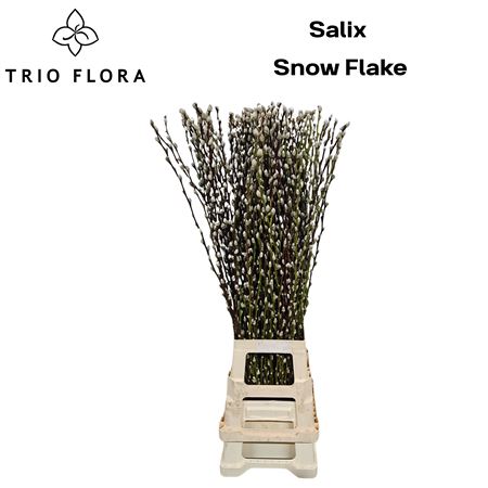 Salix Ca Snow Flake
