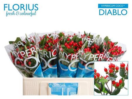 Hyp Coco Diablo Spray