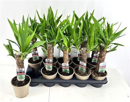 Yucca 20 Cm Stam 2 Kop