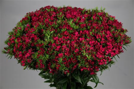 Dianthus Br Amazon Neon Cherry