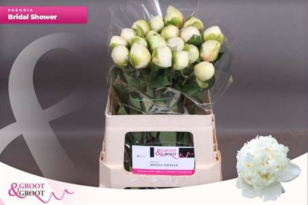 Paeo L Bridal Shower