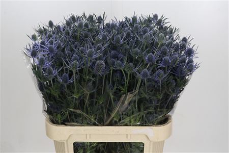 Eryngium Blue Dynamite