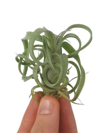 Tillandsia Curly Bonsai