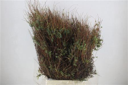 Euph Spinoza Long 500gr P Bunch