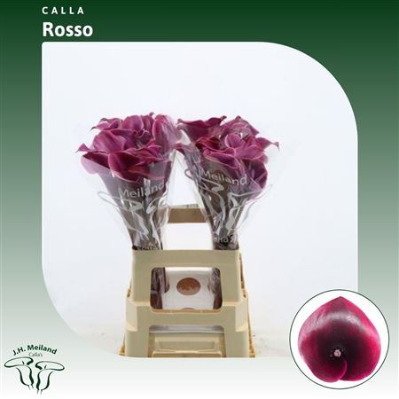 Calla Rosso