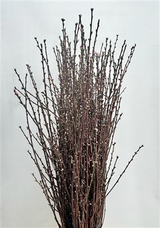 Prunus Pink