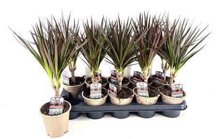 ** Dra Marg Magenta * Spring Deal*