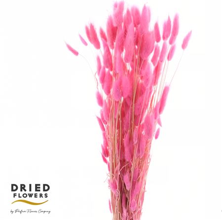 Dried Bleached Lagurus Cerise 60gr