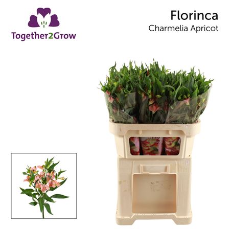 Alst Fl Char Apricot