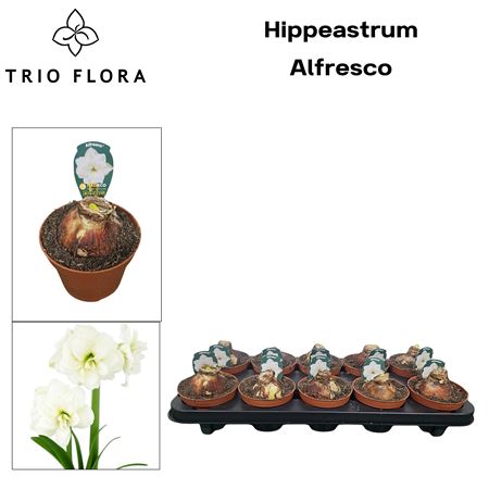 Hippeas Dd Alfresco