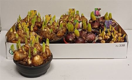 ** Bolbloemen Gem In Schaal * Spring Deal*