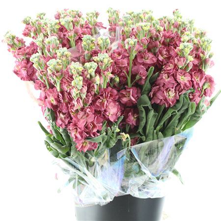 Matth Incana Iron Antique Rose