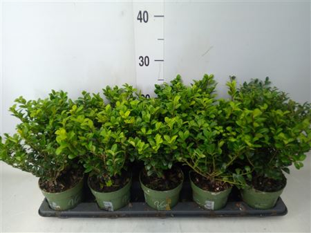 Ilex Crenata 'jenny'