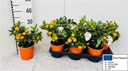 Citr Microcarpa 15 Fruits