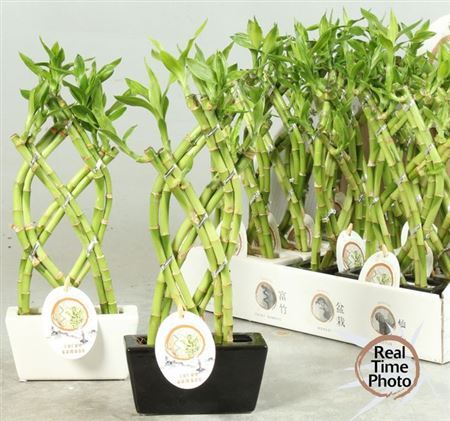 Dra Lucky Bamboo
