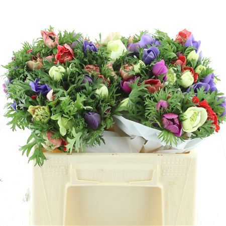 Anem Co Fstar Gem Super