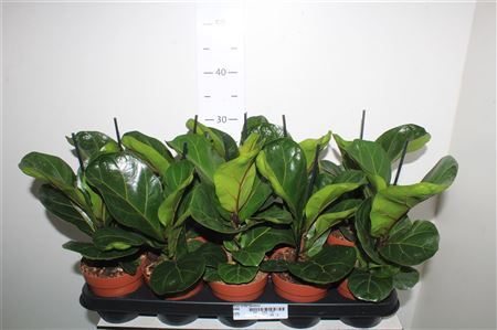 ** Ficus Lyrata Bambino * Spring Deal*