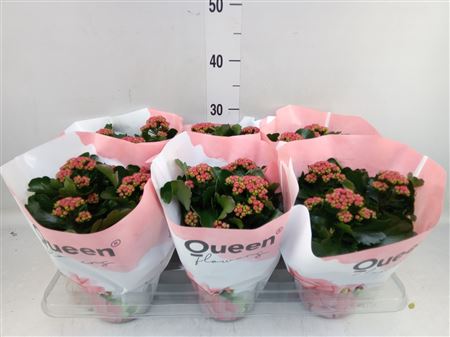Kalanchoe 'demi' Queen Red