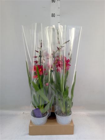 Burrageara 'nelly Isler' 2 spike