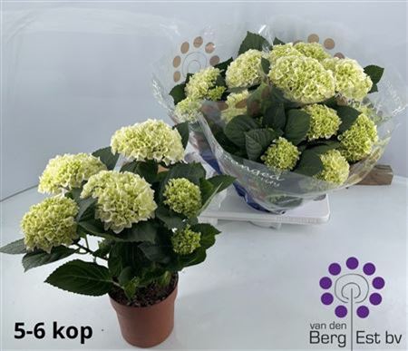 Hydr M Hi White Sun 5-6