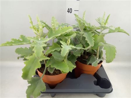 Kalanchoe Nf Beharensis .