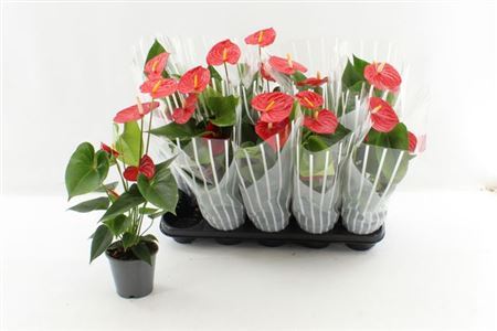 ** Anthu An Esudo 3+ * Spring Deal*