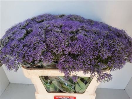 Trach Bl Lake Michig