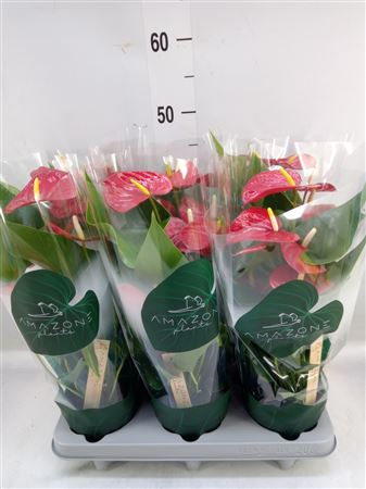 Anthurium Andr. 'vulcano' Premium Line