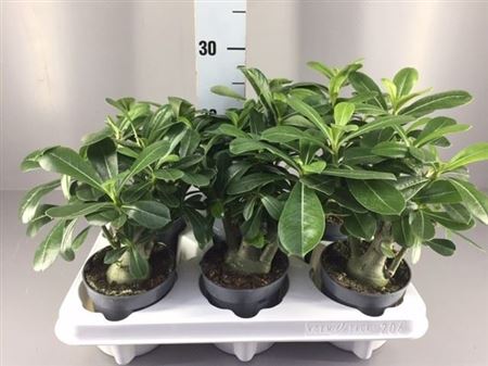 Adenium Obesum .