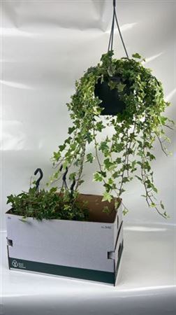 Hed He Eva Hangpotten