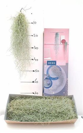 Till Usneoides 50cm Rank