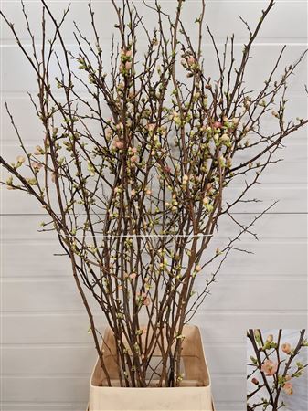 Chaenomeles Japonica