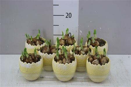 Arr Narcissus In Stenen Ei