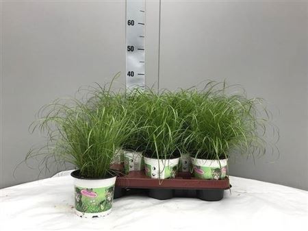 ** Cyper Alt Zumula * Spring Deal *