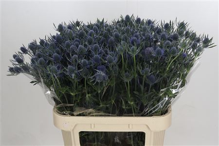 Eryngium Blue Dynamite