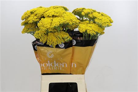 Achillea Golden Prairi