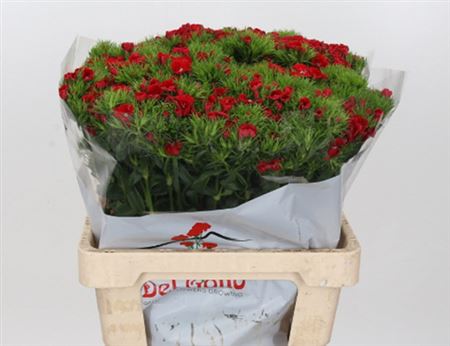Dianthus Br Aldo Red