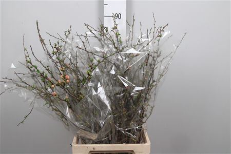 Chaenomeles Superba