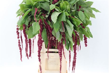 -amaranthus Cau Red Cord