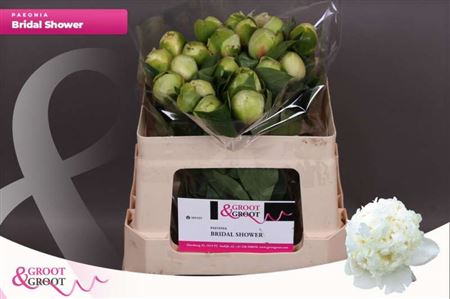 Paeo L Bridal Shower