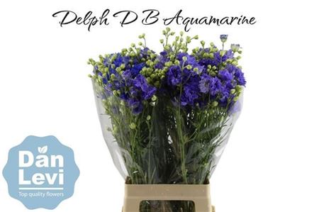 Delph D Bijou Aquam