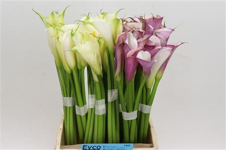 Zantedeschia Eydolls Gemengd In Fust