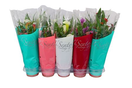 Zant Callaf Carnival