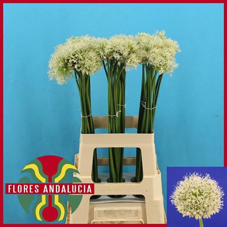 Allium Mount Everest