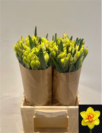 Narc Du Pn Dolce Vit