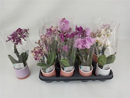 Phal Mini