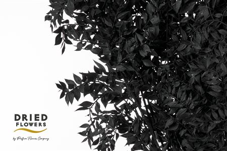 Dried Bleached Ruscus Black