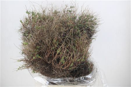 Euph Spinoza Long 500gr P Bunch