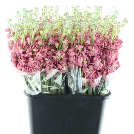 Matth Incana Iron Antiek Rose