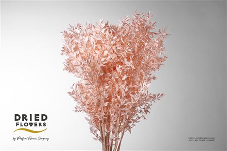 Dried Bleached Ruscus Salmon Pink